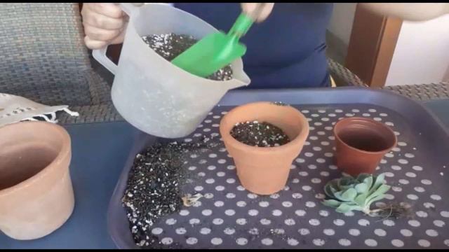 Como separar hijuelos de suculentas - Echeveria Imbricata смотреть онлайн