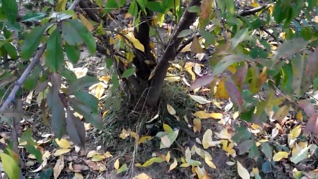 Персики в северных широтах. Советы по выращиванию. смотреть онлайн