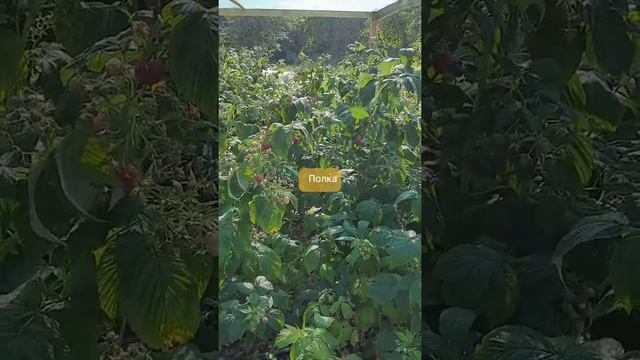 Ранний, сладкий и урожайных сортов малины "Полка " смотреть онлайн