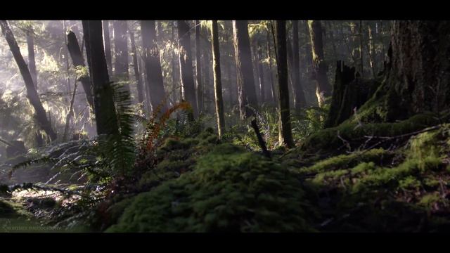 4K Forest - Cinematic Forest - 4K Nature Video Ultra HD смотреть онлайн