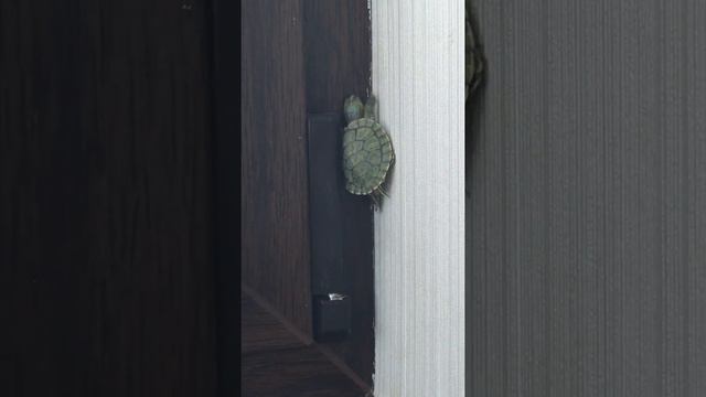 IMG 1339 смотреть онлайн