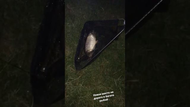 Новое место это все забытое старое . #рыбалка #карп #сазан #краснодарскийкрай #краснодар смотреть онлайн