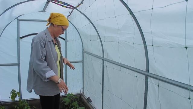 Сравнение огурцов высаженных в теплицу с теми, что растут в открытом грунте