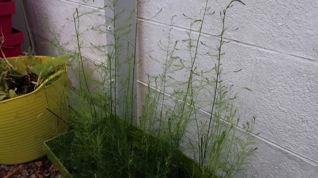 What to SOW & GROW in October for an early harvest / MoggyBoxCraft смотреть онлайн