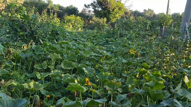 Что случилось с моим хозяйством/Не повторяйте моих ошибок/Индюшка с индюшатами смотреть онлайн