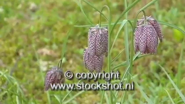 zomerklokje - leucojum aestivum смотреть онлайн