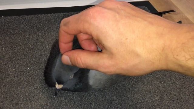 Pigeon DEMANDS Cuddles NOW