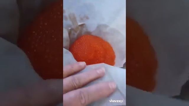 Идеальный ? способ засолки икры ?от А до Я. Лучше не найдете ?%.