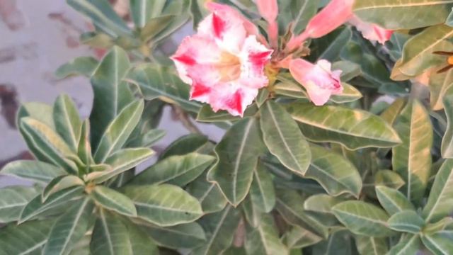 ADENIUM SOIL MIX AND FERTILIZER смотреть онлайн