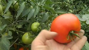 Томат Ля-ля-фа. Созревание томатов.