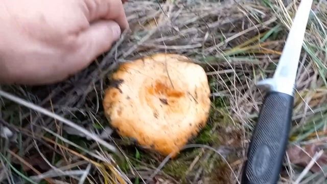 В поиске маслят, ноябрь смотреть онлайн