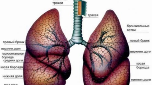 1. Токсины внутри нас смотреть онлайн