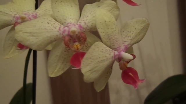 Phalaenopsis Maya. Фаленопсис Майя смотреть онлайн