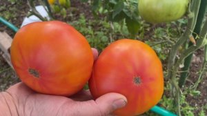 ОТЗЫВ2023.ТОМАТ ЦЫПОЧКА.ТОМАТ МЕДОВЫЙ САЛЮТ. СЕМЕНА ВКУСНОТЕКА.