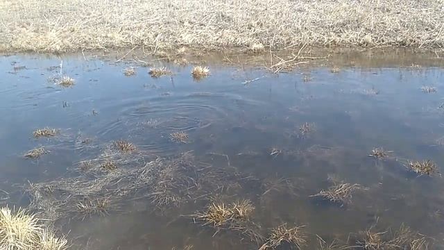 нерест щуки смотреть онлайн