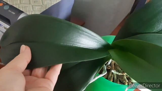 "У вас пересушены Орхи. И не цветут поэтому" 28 сентября 2021г. смотреть онлайн