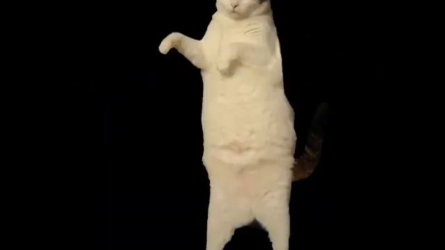 Cat is dancing смотреть онлайн