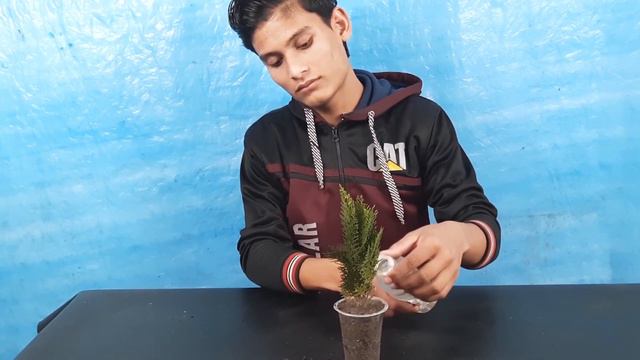 How to propagate Thuja/Jhau from cutting смотреть онлайн