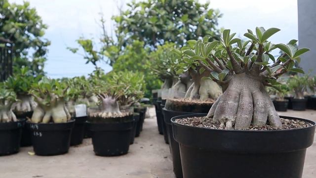 The Right Fertilizer For Adenium Plants During the Rainy Season (SUBTITLE) Desert Rose Bonsai смотреть онлайн