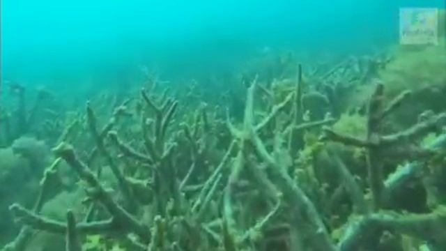 Coral Bleaching смотреть онлайн