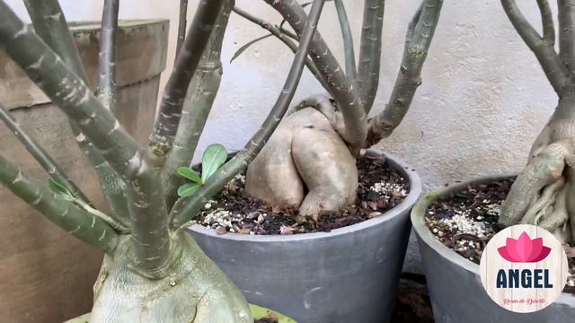 Plantas da coleção Angel após 3 meses de chuvas ininterruptas ( resultado de substrato drenaste ) смотреть онлайн