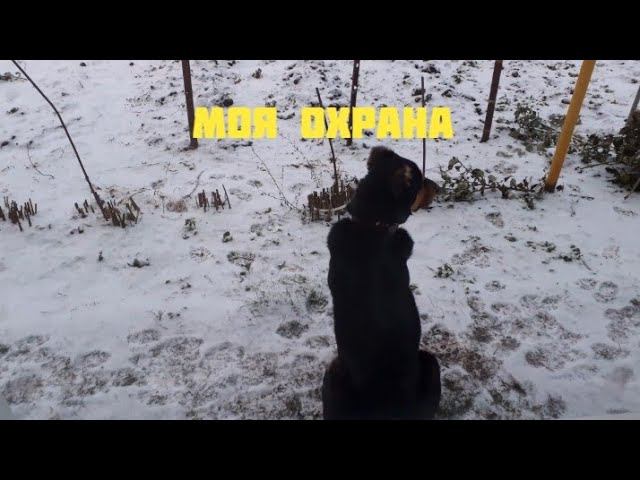 мой двор в надёжных лапах... смотреть онлайн