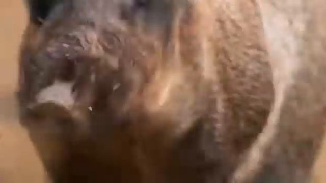 Azerbaijan Shirvan National Park смотреть онлайн