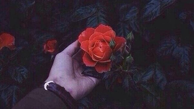 Сорви розу смотреть онлайн