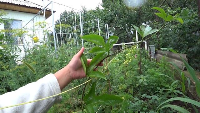 Маракуйя на окне. Как вырастить маракуйю? смотреть онлайн