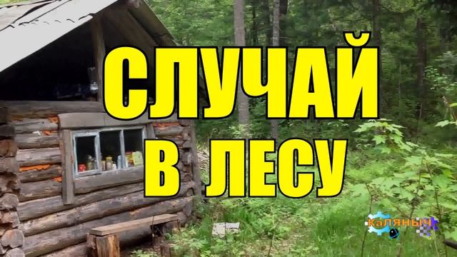 СЛУЧАЙ В ЛЕСУ  ТАЙГА