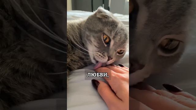 Через 3 года кот начал доверять❤️