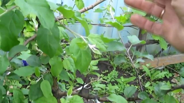 Прививка деревьев.Прививка яблонь весной.Результат прививка груши на яблоню.Сроки прививки деревьев