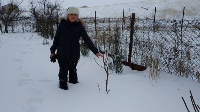 Как зимует магнолия в средней полосе России.  Наглядный пример.