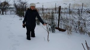 Как зимует магнолия в средней полосе России.  Наглядный пример.