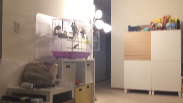 Более хорошее знакомство попугаев смотреть онлайн