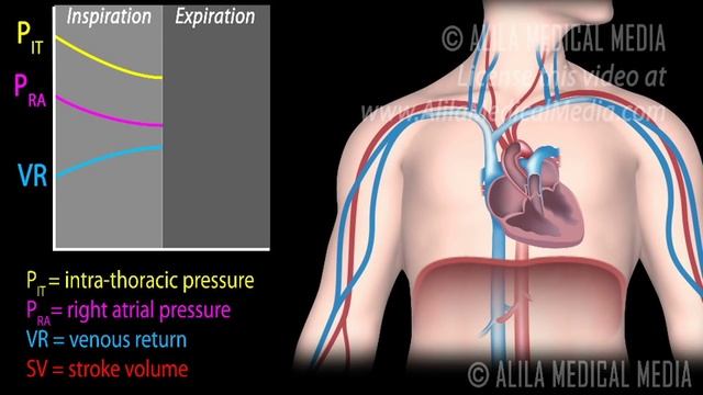 How Respiratory Pump Affects Venous Return, Animation. смотреть онлайн
