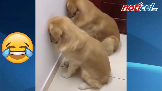 Perros castigados… смотреть онлайн