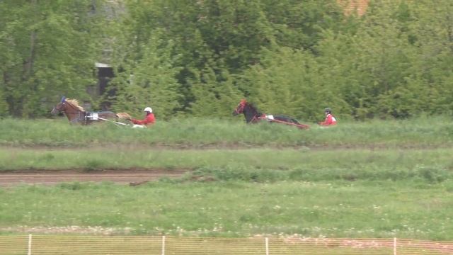 1 Раменский ипподром 28.05.2022 - Лошади рожд. 2020 г. орловской породы смотреть онлайн