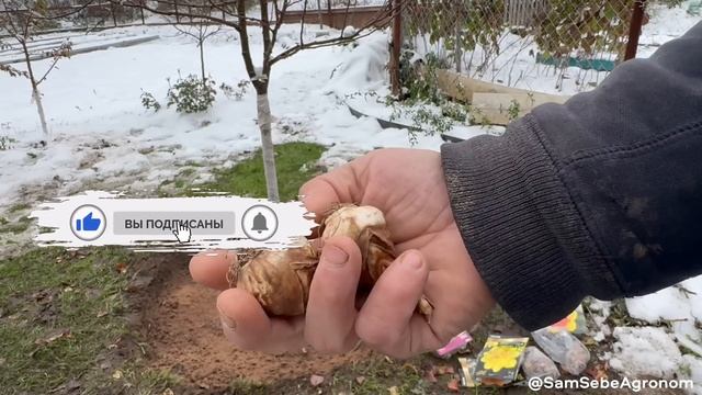 Я не ОПОЗДАЛ с посадкой - САМОЕ БЛАГОПРИЯТНОЕ ВРЕМЯ ДЛЯ ЛУКОВИЧНЫХ, когда земля основательно остыне смотреть онлайн