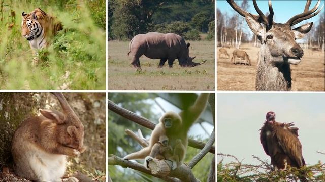 ЛЮДИ СМЕЯЛИСЬ НАД НИМ, КОГДА ОН АЖАЛ ДЕРЕВЬЯ В ПУСТЫНЕ! НО, ПОТОМ ВСЕ БЫЛИ В ШОКЕ ОТ ЕГО ТВОРЕНИЯ.. смотреть онлайн
