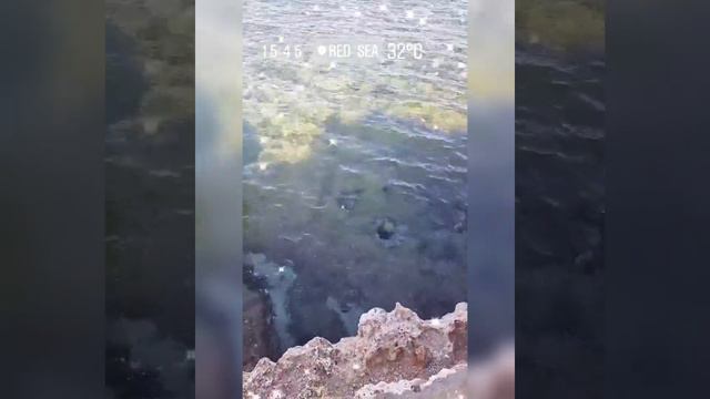 🌊💖КРАСНОЕ МОРЕ. Египет. Шарм эль Шейх. АПРЕЛЬ 2021. Рима Пенджиева смотреть онлайн