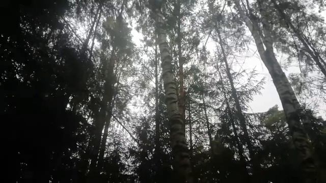 Грибалка под дождём сегодня. Продолжение. Похоже заблудились нафик)))Беларусь и её Природа. смотреть онлайн