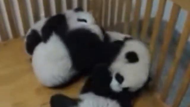 Моя любимая панда смотреть онлайн