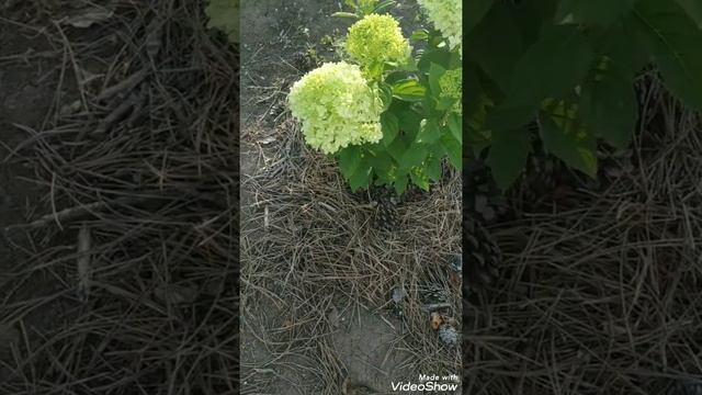 Гортензии моего сада. Знакомимся метельчатая гортензия Селекшн. Восточный Крым. Сезон 2022г. смотреть онлайн