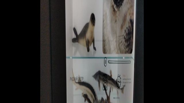 Дагестан. Сары Кум. Интерактивные витрины смотреть онлайн