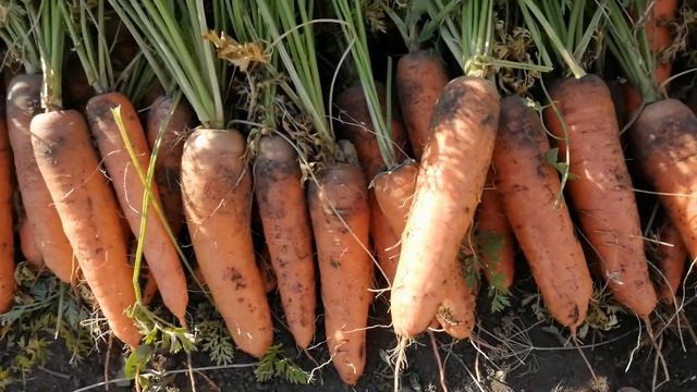 Уборка моркови . Сорт " Мо " #Убираемморковь #СортМо смотреть онлайн