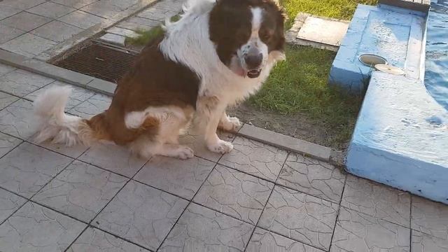 DogVlog. Собачья жизнь) Московская сторожевая Булат Говорящая собака смотреть онлайн