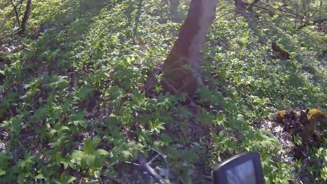 МЕТАЛЛОИСКАТЕЛЬ Minelab CTX 3030 в лесу