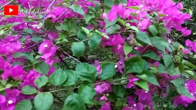 BONSAI BOUGENVILLE COCONUT ICE смотреть онлайн