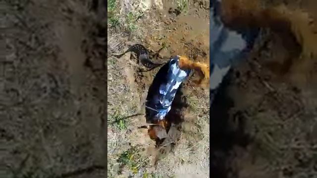 Копатель #такса смотреть онлайн